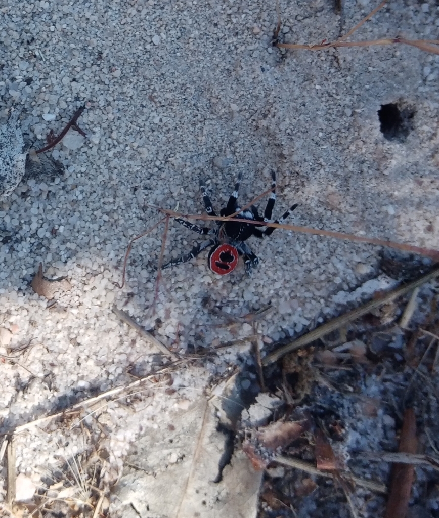 Eresus sedilloti