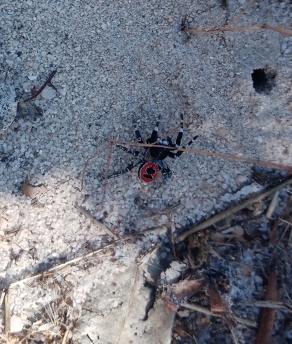 Eresus sedilloti