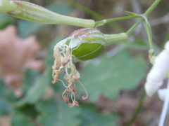 Silene italica