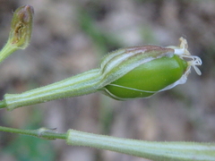 Silene italica