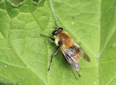 Criorhina floccosa