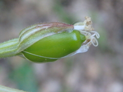 Silene italica