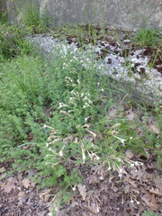 Silene italica