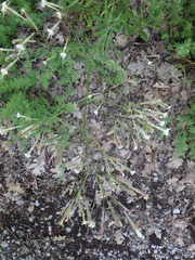 Silene italica