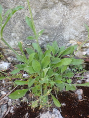 Silene italica