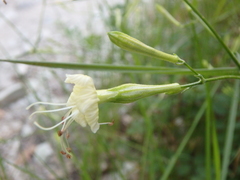 Silene italica