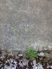 Silene italica