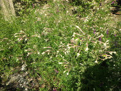 Silene italica