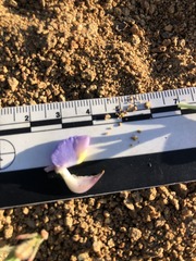 Lupinus excubitus austromontanus