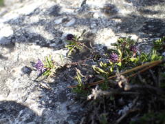 Globularia repens