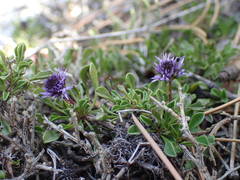 Globularia repens