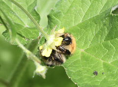Bombus