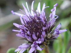 Globularia repens