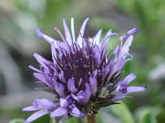 Globularia repens