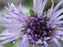 Globularia repens