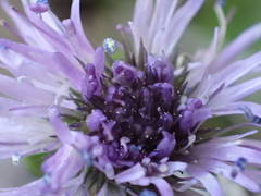 Globularia repens