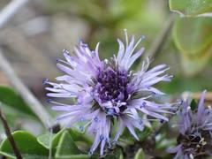 Globularia repens