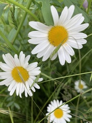 Leucanthemum vulgare