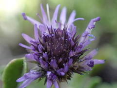 Globularia repens
