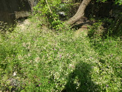 Silene italica