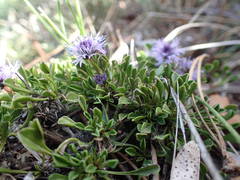 Globularia repens