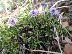 Globularia repens