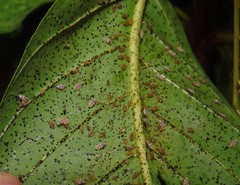 Ulotingis brasiliensis