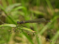 Paracercion calamorum