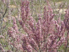 Tamarix laxa