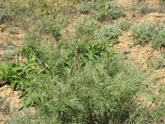 Astragalus brachylobus