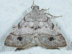 Frederickia subterminata