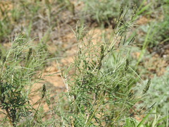 Astragalus brachylobus