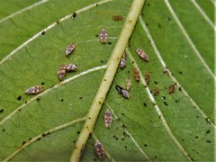 Ulotingis brasiliensis