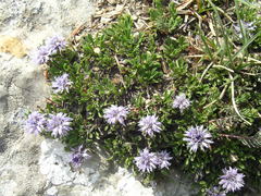 Globularia repens
