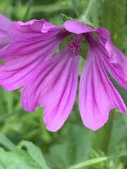 Malva sylvestris