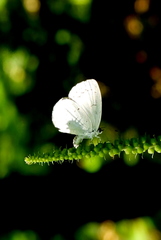 Celastrina neglectamajor