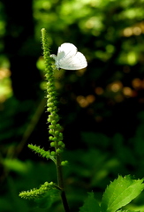 Celastrina neglectamajor