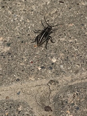 Dorcadion holosericeum