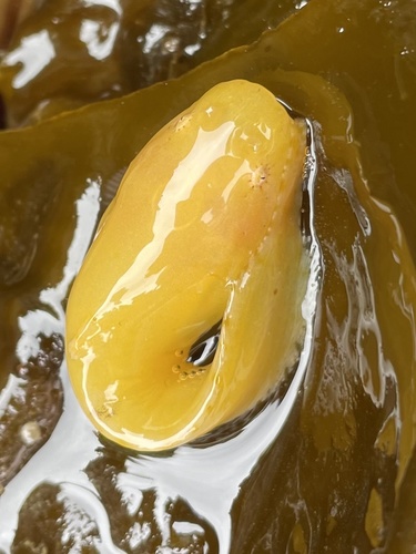 Tidepool Snailfish