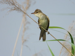 Acrocephalus orientalis