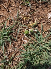 Ornithogalum fimbriatum