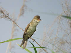 Acrocephalus orientalis