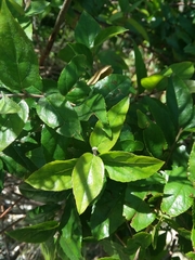 Sageretia minutiflora