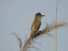 Acrocephalus orientalis