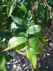 Sageretia minutiflora