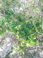 Sageretia minutiflora