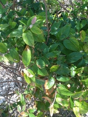 Sageretia minutiflora
