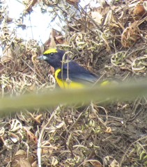 Euphonia luteicapilla