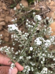 Cryptantha intermedia