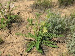 Astragalus vulpinus